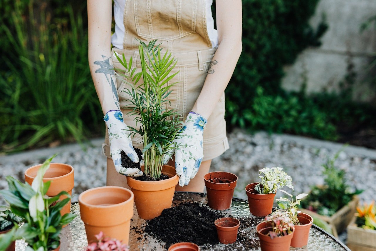 replanting a plant in a pot