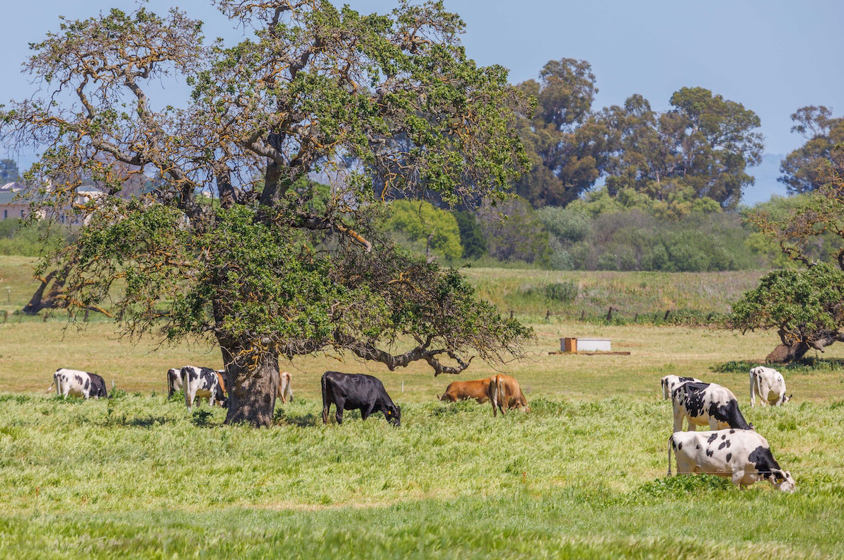 cattle in a farm